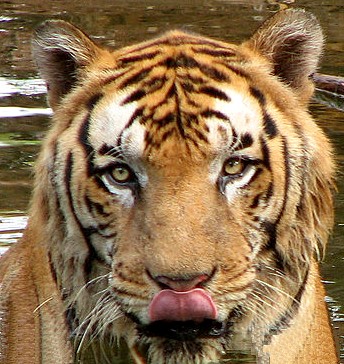 Tiger Licking Chops